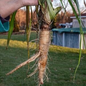Salsify Sandwich Island