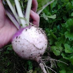 White Globe Purple Top Turnip