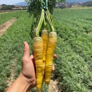 Yellow Carrot