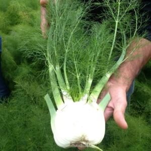 Fennel Romanesco