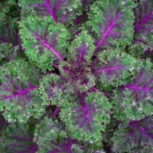 Red Russian Kale