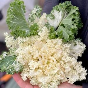 White Kale Frost Byte F1