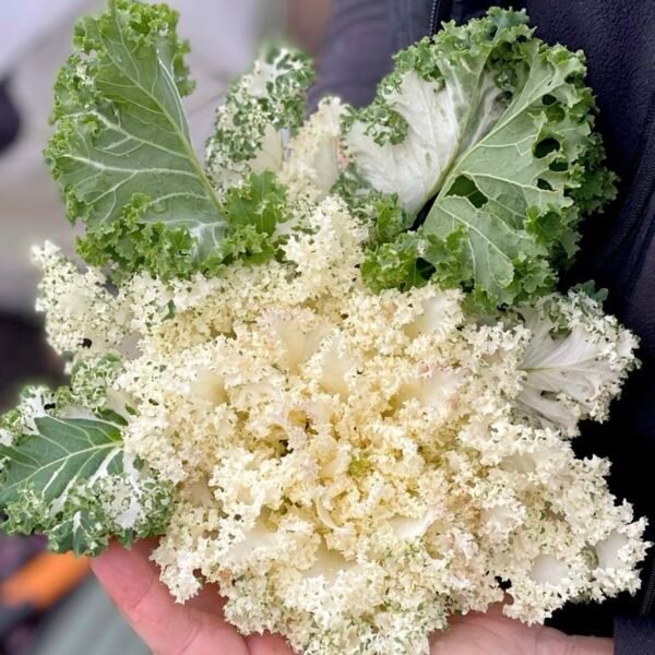 White Kale Frost Byte F1