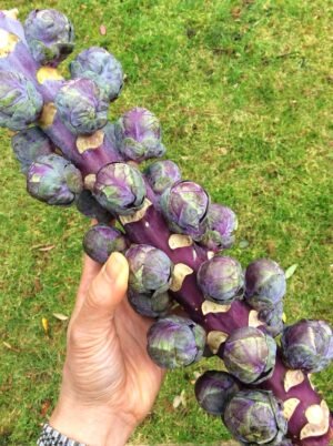 Purple brussel sprouts