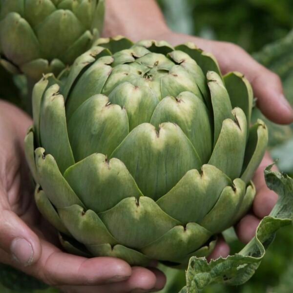 Artichoke