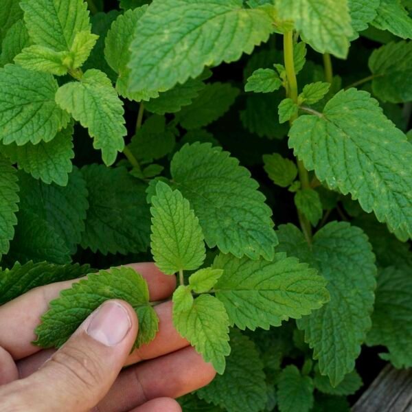 Lemon Balm mint