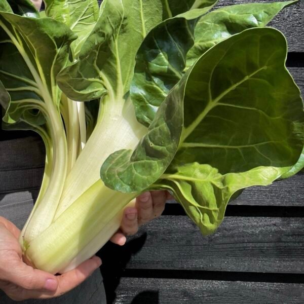 img_1816-2 Silver Swiss Chard