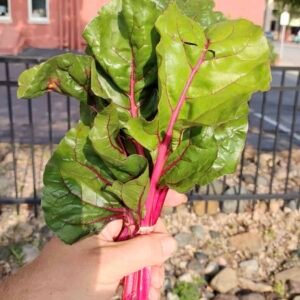 Pink Lipstick Swiss Chard
