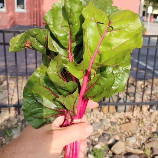 Pink Lipstick Swiss Chard