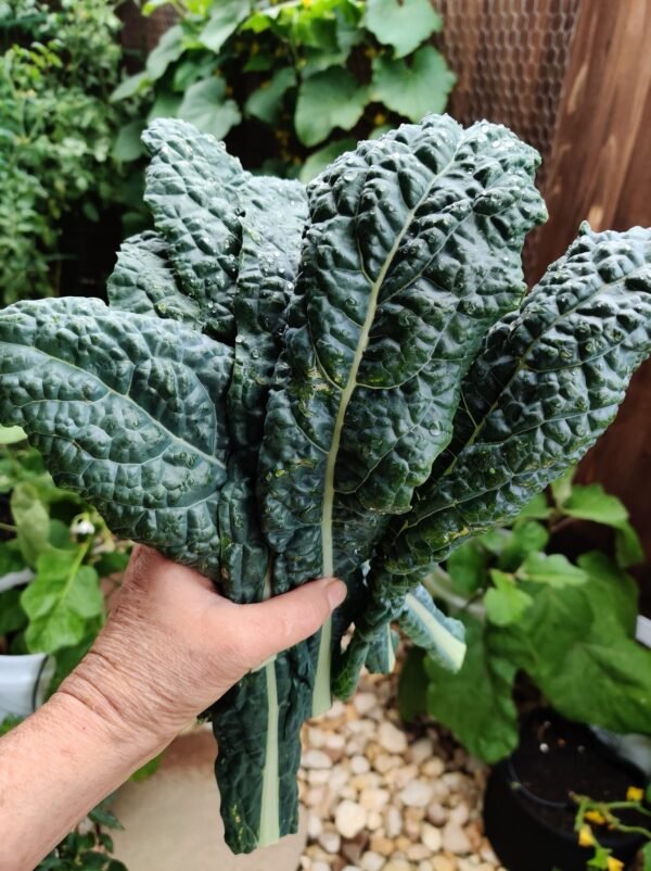 Dino Kale