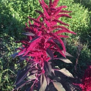 Amaranth Red Giant