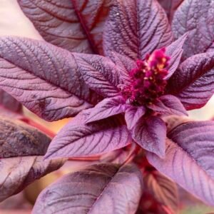 Amaranth Red Velvet