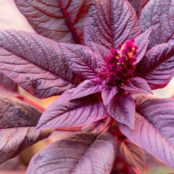 Amaranth Red Velvet