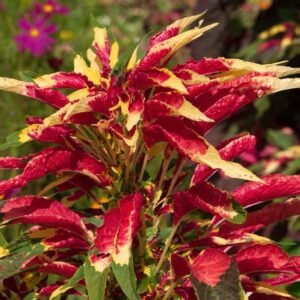 Amaranth Tri Color