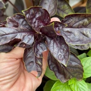 Purple Basil