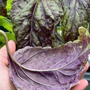 Purple Lettuce Basil