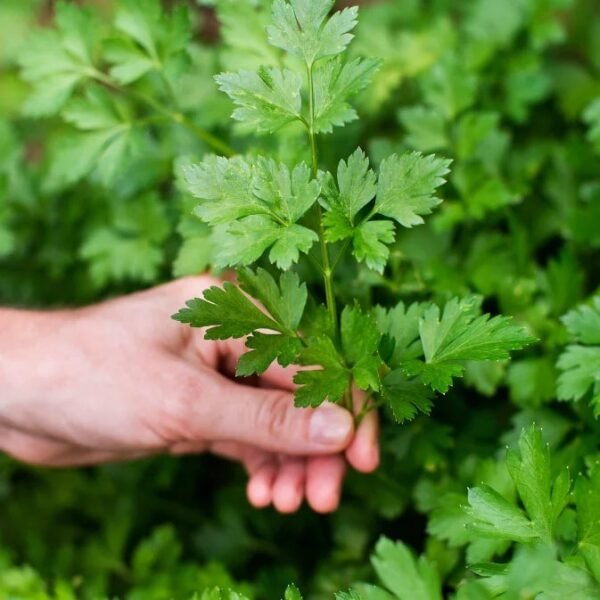 Parsley