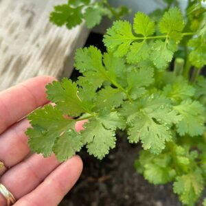 Coriander