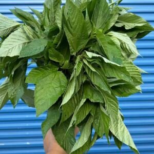 Melokhia - Mallow Leaves