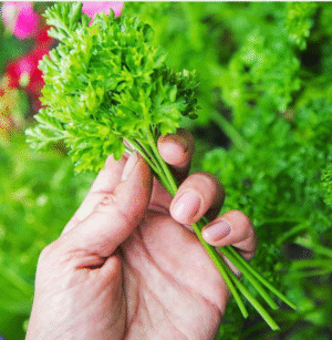 Curley Parsley